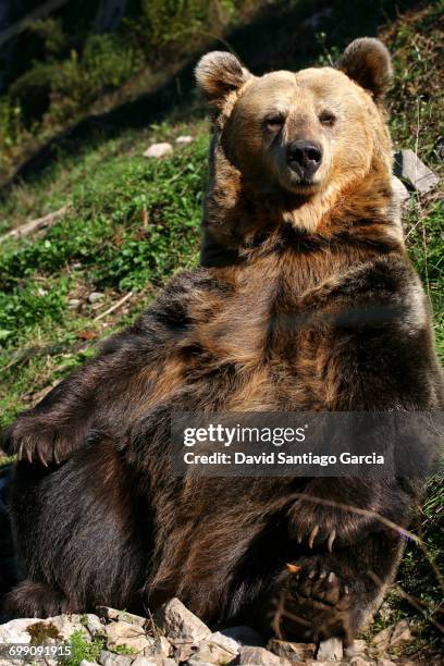 pyrenean brown bear (ursus arctos pyrenaicus) resting on rocks, spanish brown bear foundation, cantabrian mountains, asturias, spain - braunbär stock-fotos und bilder