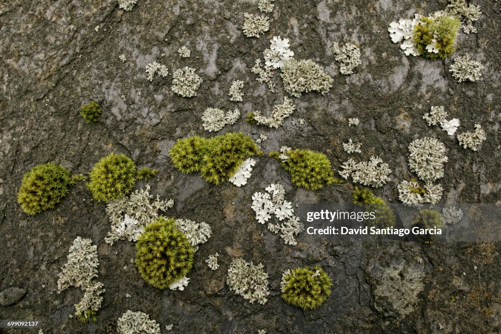 Plant life, such as mosses and lichens. Sierra de Ayllon. Valverde de los Arroyos. Guadalajara province. Castilla-La Mancha. Spain