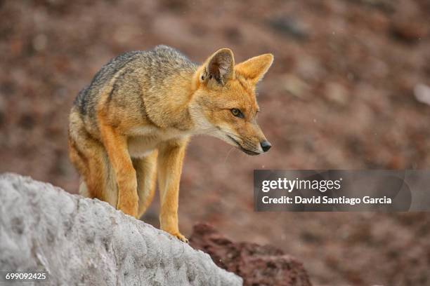 south america, ecuador, andes, cotopaxi national park, andean fox, lycalopex culpaeus - cotopaxi stock-fotos und bilder