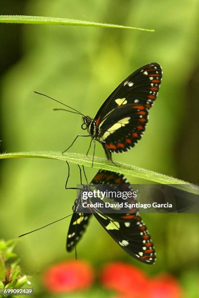 a butterfly perched on a leaf in ecuador. - quito stock-fotos und bilder