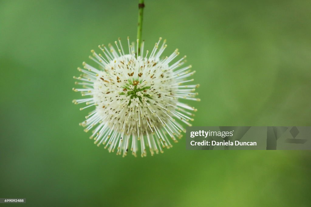 Buttonbush flower