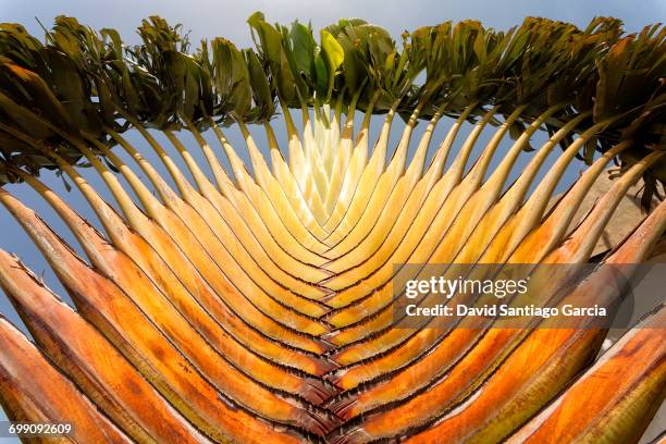 closeup of a beautiful green palm tree in ziguinchor, casamance, senegal - ziguinchor stock pictures, royalty-free photos & images