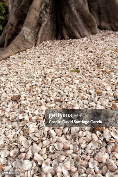 senegal, piles of cockle shells casamance southern senegal - coquille de coque photos et images de collection