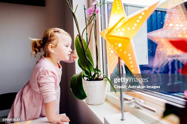 cute girl looking through window while standing on chair at home - national day celebrations in sweden 2016 imagens e fotografias de stock