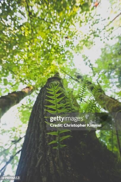 a licorice fern (polypodium glycyrrhiza) grows out of a large douglas fir tree - polypodiaceae stock pictures, royalty-free photos & images