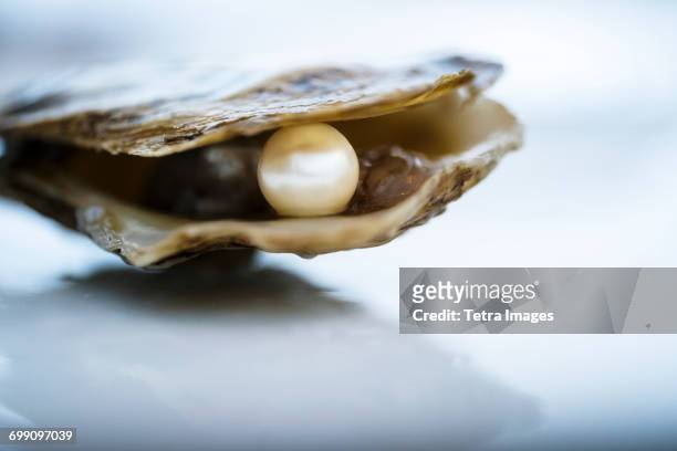 pearl inside oyster shell - muschel stock-fotos und bilder