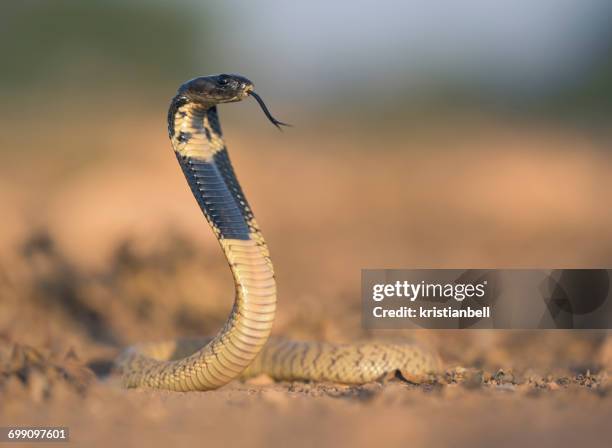 juvenile moroccan cobra (naja haje), sidi ifni, morocco - sidi ifni stock pictures, royalty-free photos & images