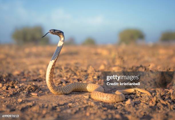 black cobra (naja haje), sidi ifni, morocco - cobra stockfoto's en -beelden