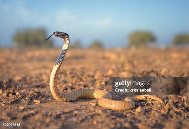 black cobra (naja haje), sidi ifni, morocco - sidi ifni stock pictures, royalty-free photos & images