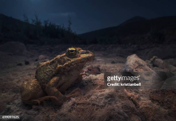 sahara frog (pelophylax saharicus) on dry river bed at night, sidi ifni, morocco - sidi ifni stock pictures, royalty-free photos & images
