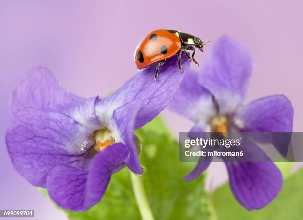 ladybird on viola odorata flower - viola odorata stock pictures, royalty-free photos & images