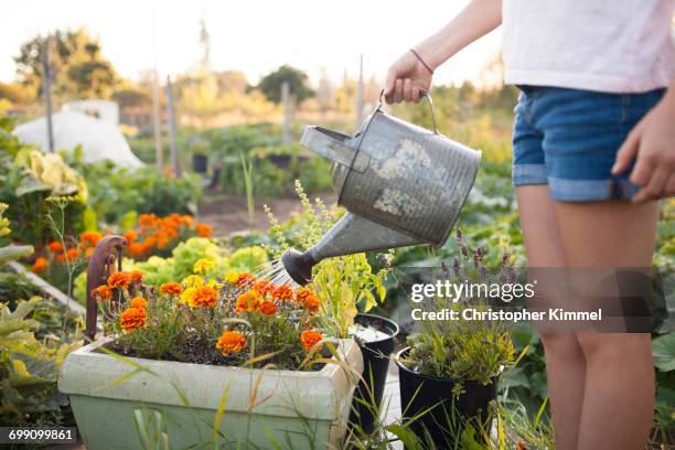 a young girl watering flowers in the garden in fort langley - holding watering can stock pictures, royalty-free photos & images