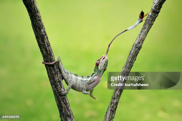 chameleon feeding on an insect, indonesia - chameleon tongue foto e immagini stock