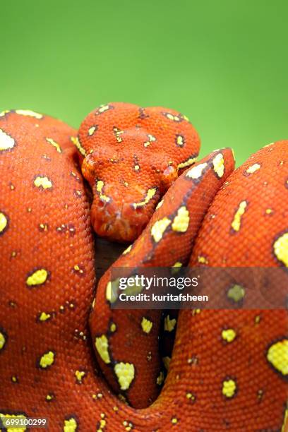 8,086 Red Python Stock Photos, High-Res Pictures, and Images - Getty Images