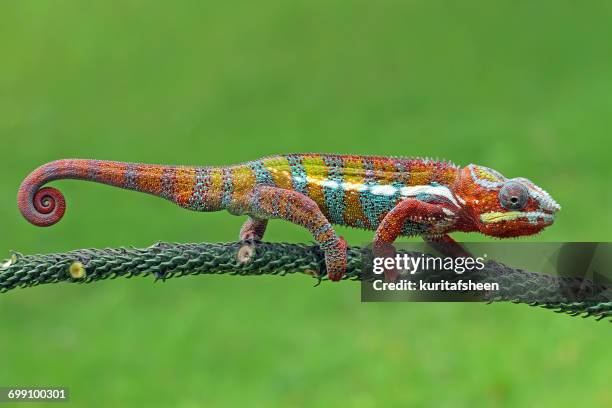 chameleon walking on branch, indonesia - chameleon stock pictures, royalty-free photos & images