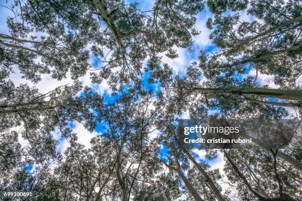 low angle view of tree canopy, gippsland, victoria, australia - tree canopy pattern fotografías e imágenes de stock