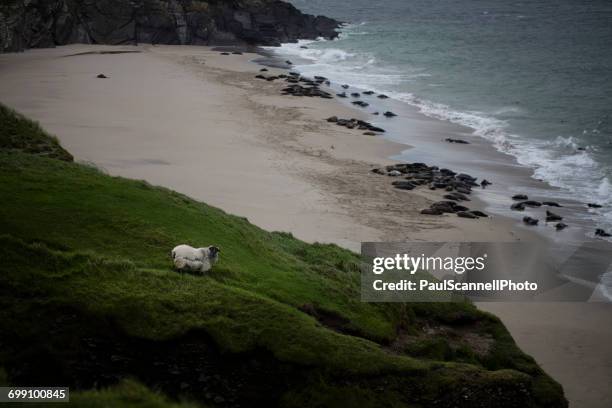sheep standing on a hill by the beach, great blasket island, county kerry, ireland - great blasket island stock-fotos und bilder