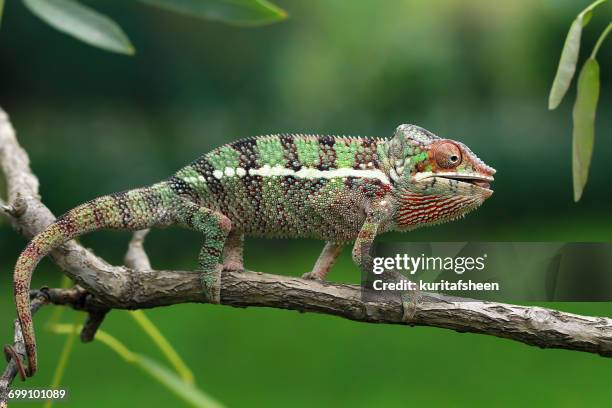 chameleon walking on branch, indonesia - cauda prêensil imagens e fotografias de stock