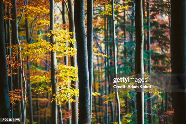 autumn colors in beech forest in gorce national park, poland - nowy targ stock pictures, royalty-free photos & images