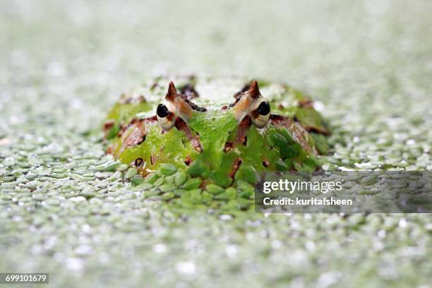Stunning Pacam Frog Behaviour In Native Habitat image