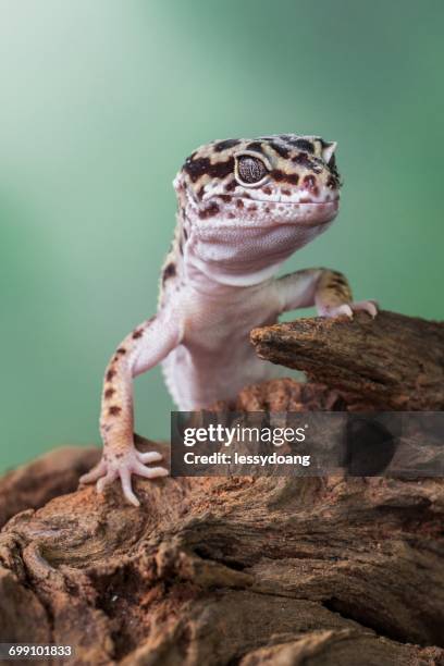 leopard gecko, jakarta timur, indonesia - gecko stock-fotos und bilder