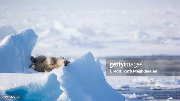 resting on an ice promontory, ursus maritimus, spitzbergen, svalbard - svalbard islands stock pictures, royalty-free photos & images