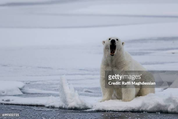 bear growling on the pack ice, ursus maritimus, spitzbergen, svalbard - snarling stockfoto's en -beelden