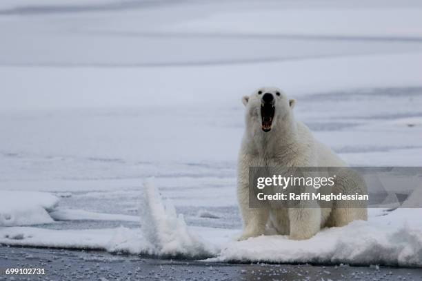 bear growling on the pack ice, ursus maritimus, spitzbergen, svalbard - snarling stock pictures, royalty-free photos & images