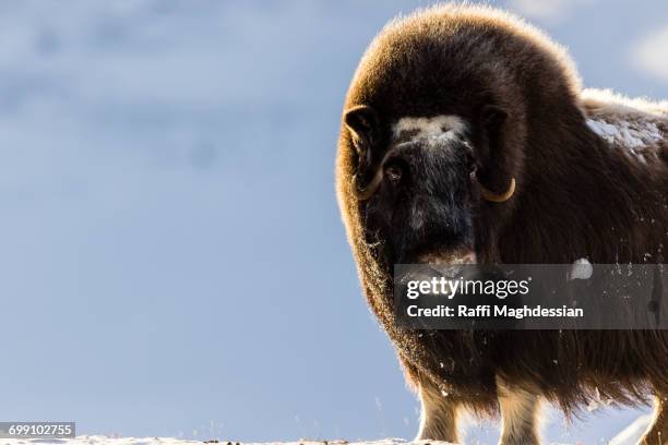 musc ox standing on the snow - musk ox stock pictures, royalty-free photos & images