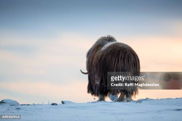 muskox walking in a winter landscape at dusk - musk ox stock pictures, royalty-free photos & images