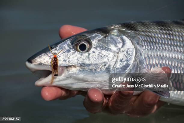 bonefish in hand, cayo cruz, cuba. - bone fish fotografías e imágenes de stock