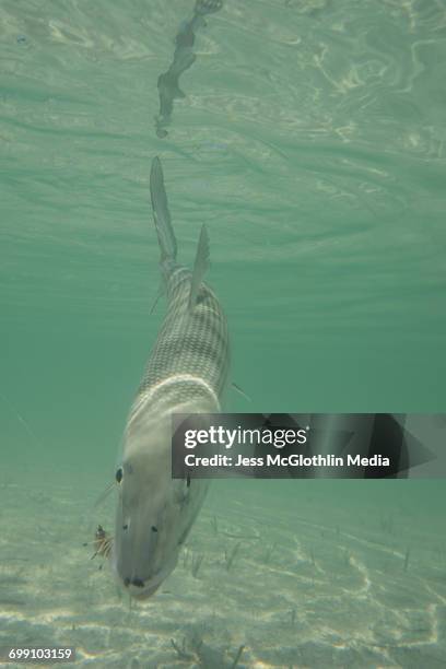 cuban bonefish in the water while being released. - bonefish imagens e fotografias de stock