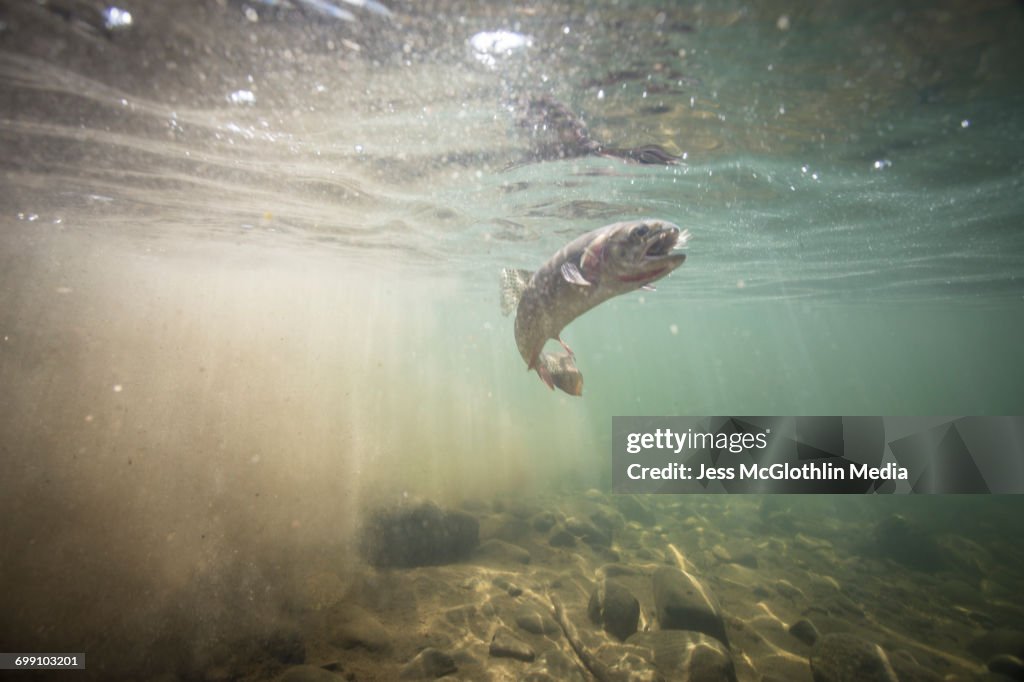 A Yellowstone Cutthroat trout in a high mountain river. Absaroka-Beartooth Mountains, Montana.