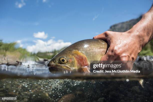 yellowstone cutthroat trout in water. - trout stock pictures, royalty-free photos & images