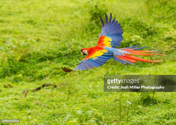 scarlet macaw parrots (ara macao), costa rica - guacamayo fotografías e imágenes de stock