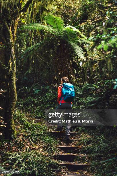 girl hiking in a dense forest - tree fern stock pictures, royalty-free photos & images