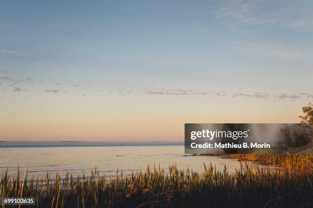 a reed bed at sunset with the georgian bay in the background - collingwood ontario kanada bildbanksfoton och bilder