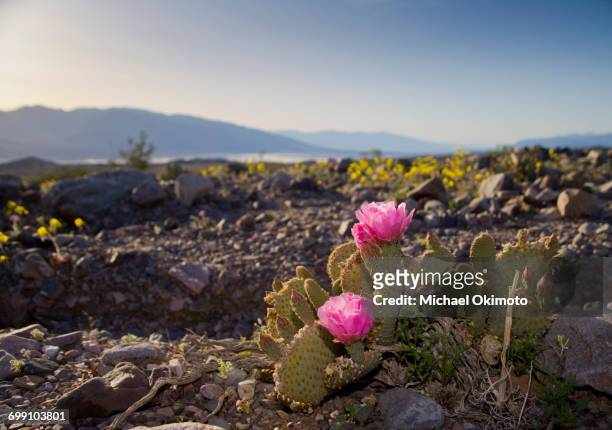prickly pear cactus blooms over death valley national park - death valley national park stock pictures, royalty-free photos & images
