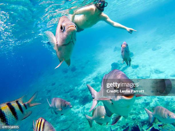 man snorkeling with fish - mondo marino foto e immagini stock