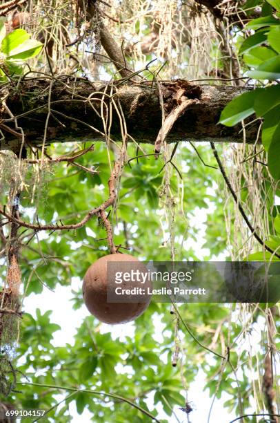 cannonball fruit hanging from a cannonball tree - cannonball tree stock pictures, royalty-free photos & images
