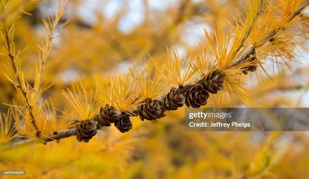 Tamarack