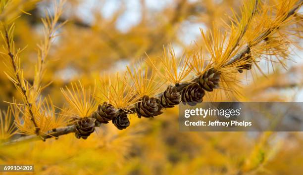 tamarack - tamarack stock pictures, royalty-free photos & images