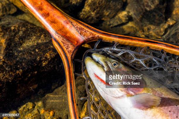 lahontan cutthroat in the net - trout stock pictures, royalty-free photos & images
