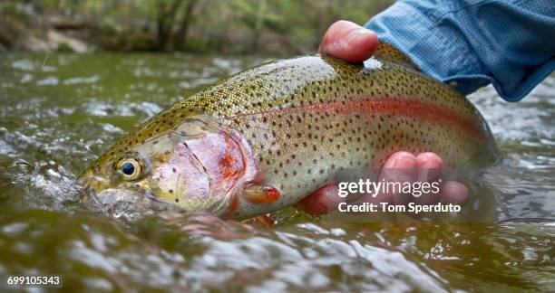 rainbow trout - regnbågsforell bildbanksfoton och bilder