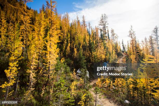 a young man hikes through the colorful larch trees in the pasayten wilderness on the pacific crest trail (pct) in washington. - wanderweg-pacific-crest-trail stock-fotos und bilder