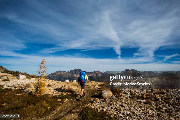 a young man hikes through the colorful larch trees in the pasayten wilderness on the pacific crest trail (pct) in washington. - pacific crest trail photos et images de collection