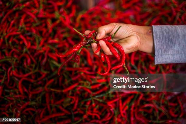 a hand holds up fresh red peppers at a street stand at a market in kerinci valley, sumatra, indonesia. - indonesia street market stock pictures, royalty-free photos & images