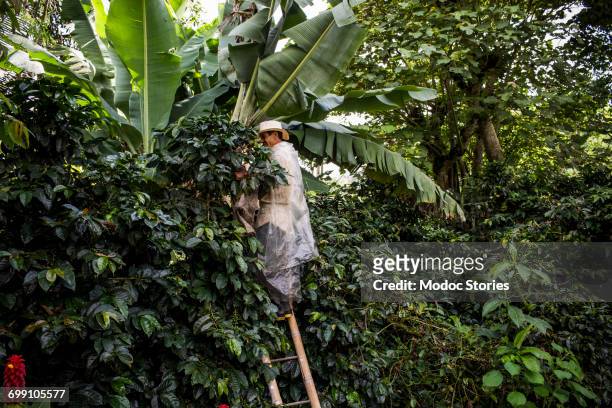 a man stands on a ladder as he reaches for coffee beans during the harvest on a rural farm in colombia. - bananenstaude stock-fotos und bilder