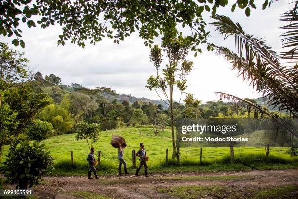 three men walk down an empty road on a coffee farm in rural colombia. - columbia south america stock pictures, royalty-free photos & images