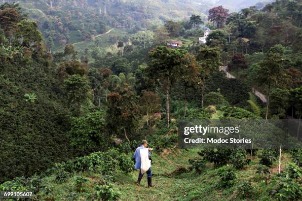 a young man walks down a ridge on a rural coffee farm in colombia after harvesting beans for export. - kolumbianischer abstammung stock-fotos und bilder